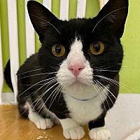 adopt a pet