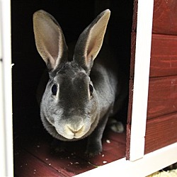 Thumbnail photo of Bubbits #1