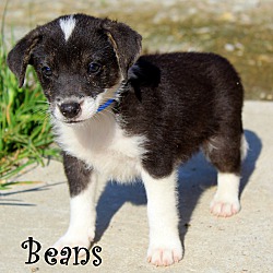 Thumbnail photo of Beans~adopted! #3
