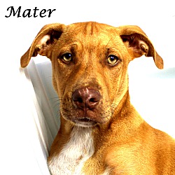 Thumbnail photo of Mater~adopted! #1
