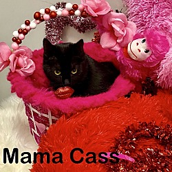 Thumbnail photo of Mama Cass #2