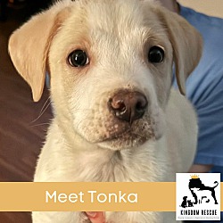 Photo of Tonka