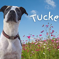 Thumbnail photo of Tucker #2