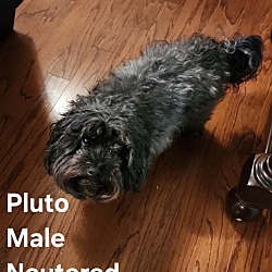 Thumbnail photo of Pluto #2