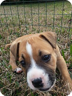 Jacksonville Fl American Bulldog Meet John Denver A Pet For Adoption