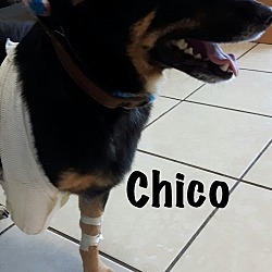 Thumbnail photo of Chico (tripawd) #3