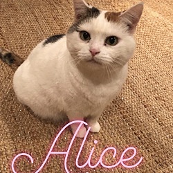 Photo of Alice 