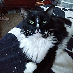 Maine Coon Kittens For Sale In Colorado Adoptapet Com