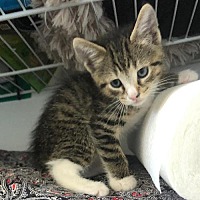 Adopt A Pet Near You Petsmart Charities