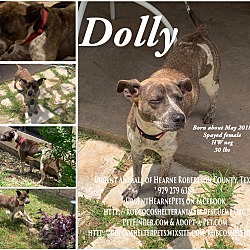 Thumbnail photo of Dolly #2