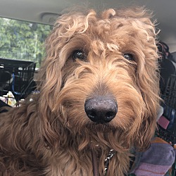 Second Chance Pet Adoption League In Oak Ridge New Jersey
