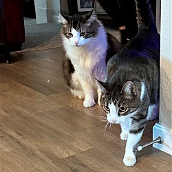 Photo of MICKEY 'n MINNIE - Offered by Owner - Bonded Adult