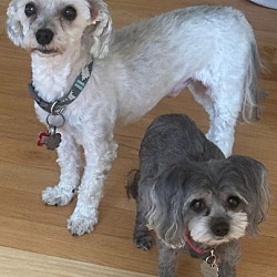 Thumbnail photo of Sophia and Rocco - BONDED PAIR #1