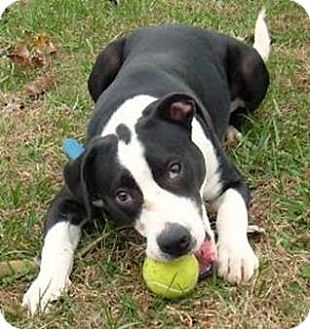 Lebanon Me American Bulldog Meet Ozzie A Pet For Adoption