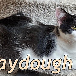 Photo of Playdough