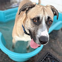adopt a pet