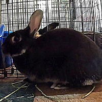 adopt-pet