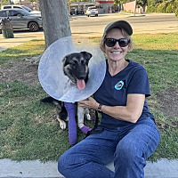 adopt a pet