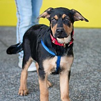 adopt a pet