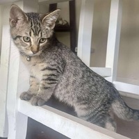adopt-pet