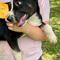 adopt a pet