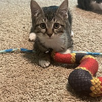adopt a pet