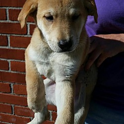 Thumbnail photo of Pichu-Adopted! #2