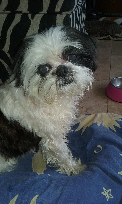 Gainesville Fl Shih Tzu Meet Pixiebelle Adopted A Pet For