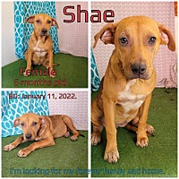 Photo of Shae