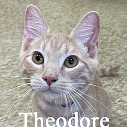 Photo of Theodore