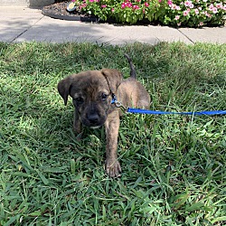Photo of Whiskey