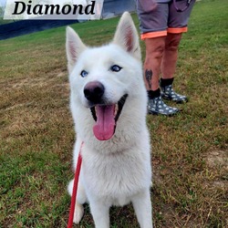 Thumbnail photo of Diamond JuM #2