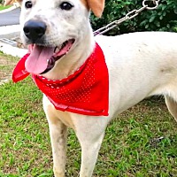 adopt-pet