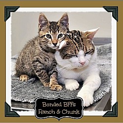 Photo of Chunk & Ranch BONDED BFFS