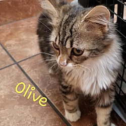 Thumbnail photo of Olive #4