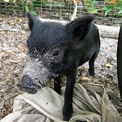 Thumbnail photo of Piney-Rooter Pig #1