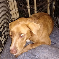 Labrador Retriever Puppies For Sale In Panama City Beach Florida