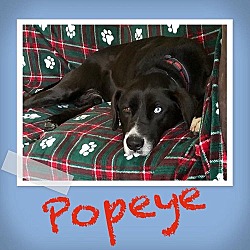 Thumbnail photo of Popeye #2