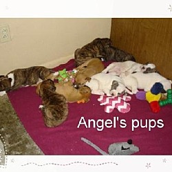 Photo of Angel's pups