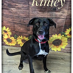 Photo of Kinley