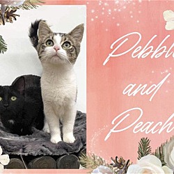 Photo of Pebble and Peach