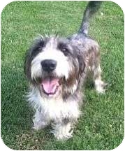 Columbus Oh Bearded Collie Meet Mila A Pet For Adoption