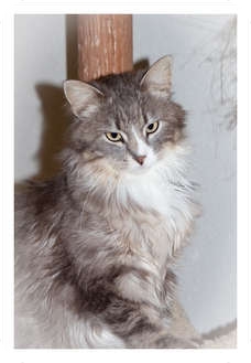 Moline Il Maine Coon Meet Eli A Pet For Adoption