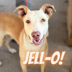 Photo of Jell-o