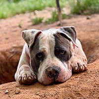 adopt a pet
