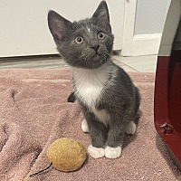 adopt a pet