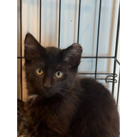 adopt-pet