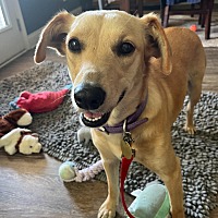adopt a pet
