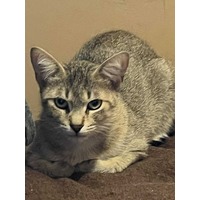 adopt-pet