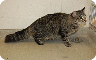 Bucyrus Oh Domestic Mediumhair Meet Raccoon Tail A Pet For